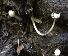 Coprinopsis stercorea