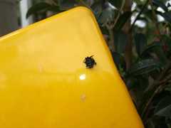Gasteracantha cancriformis