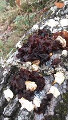 Phaeotremella foliacea image
