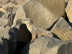 Zalophus californianus