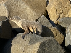 Zalophus californianus