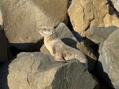 Zalophus californianus