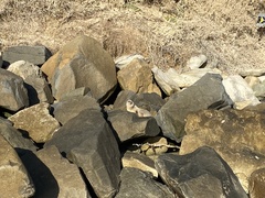 Zalophus californianus