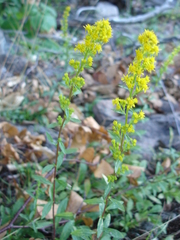 Solidago squarrosa