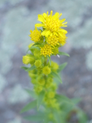 Solidago squarrosa
