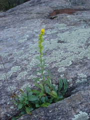Solidago squarrosa