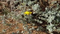 Lotus lancerottensis