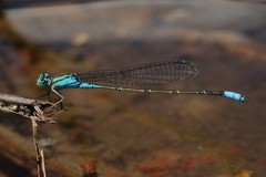Pseudagrion coeleste