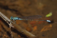 Pseudagrion coeleste