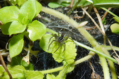 Diapontia uruguayensis