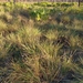 Florida Dropseed - Photo (c) Scott Allen Davis, some rights reserved (CC BY), uploaded by Scott Allen Davis