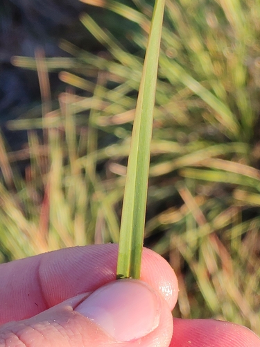 Image of Sporobolus floridanus by (c) Scott Allen Davis, some rights reserved (CC BY)