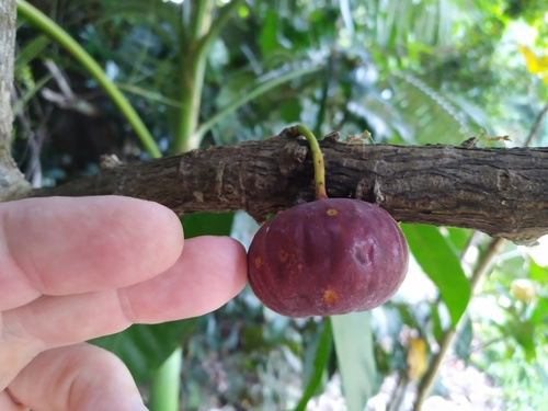Plentiful fig (Ficus copiosa)