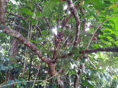 Ficus copiosa