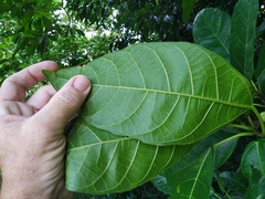 Ficus copiosa