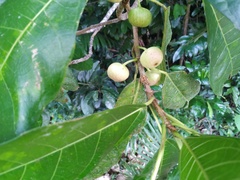 Ficus copiosa