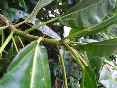 Ficus copiosa