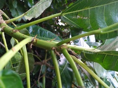 Ficus copiosa