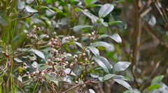 Lithraea brasiliensis