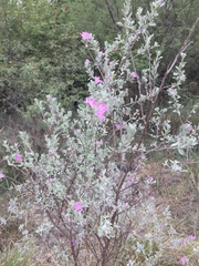 Leucophyllum frutescens