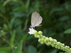Zizula hylax pygmaea