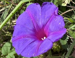Ipomoea pedicellaris