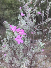 Leucophyllum frutescens