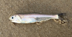 Atlantic Sabretooth Anchovy photo 2