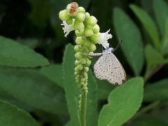 Zizula hylax pygmaea