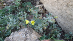 Helianthemum canariense