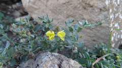 Helianthemum canariense