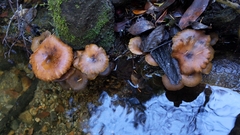 Armillaria nabsnona