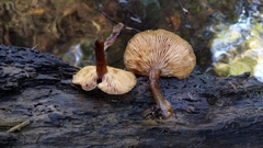 Armillaria nabsnona