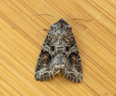 Trichordestra liquida