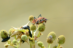 Scaphura elegans