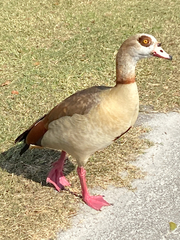 Alopochen aegyptiaca