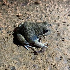 Limnodynastes dumerilii dumerilii