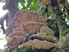 Trametes pavonia