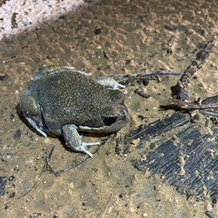 Limnodynastes dumerilii dumerilii