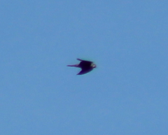 Falco peregrinus anatum