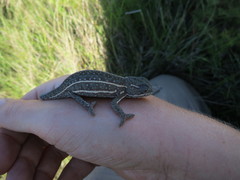 Furcifer campani