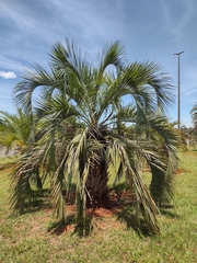 Butia eriospatha