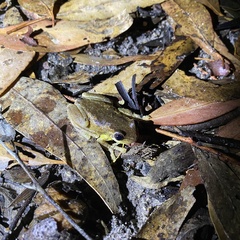 Litoria quiritatus