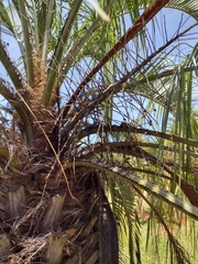 Butia eriospatha