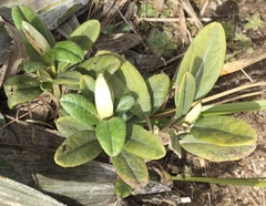 Brachyglottis revoluta