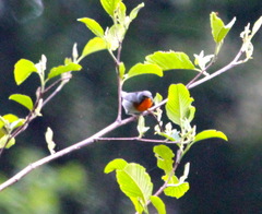 Oreothlypis gutturalis