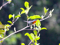 Oreothlypis gutturalis