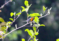 Oreothlypis gutturalis