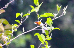 Oreothlypis gutturalis