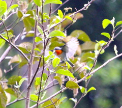 Oreothlypis gutturalis